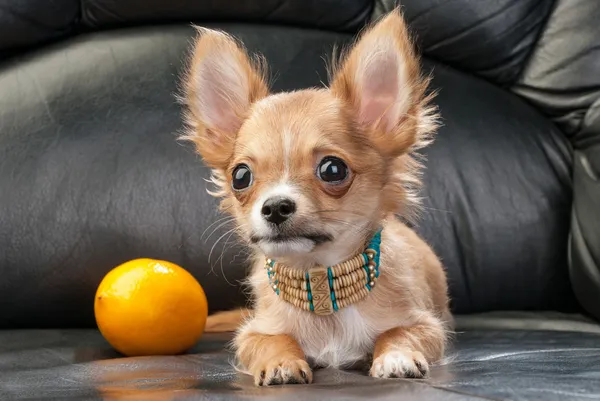 Cãozinho Chihuahua com colar indiano nativo e limão — Fotografia de Stock