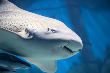 Zebra shark or Leopard shark close-up with suckerfishes clipart