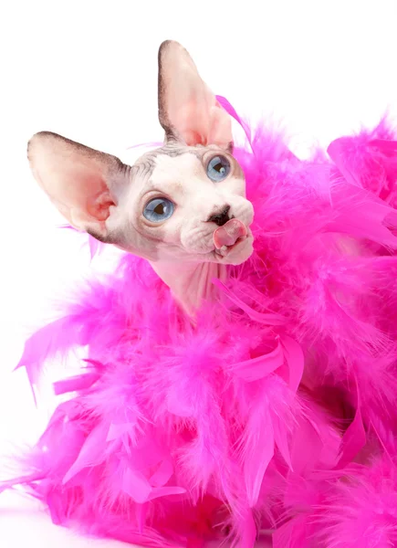 Funny face Canadian Sphynx cat with fluffy pink feather boa — Stock Photo, Image