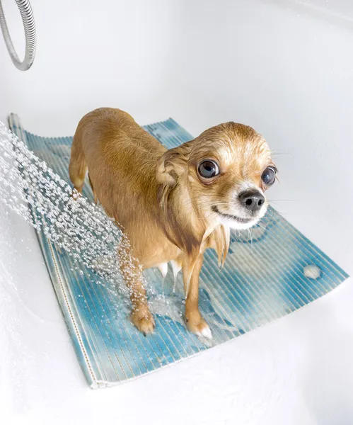 Chihuahua dog in shower — Stock Photo, Image