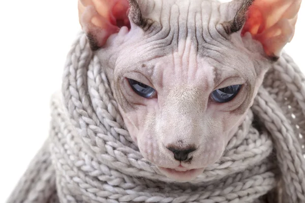 Allvarliga kanadensiska sphynx katt med vintern stickad halsduk — Stockfoto