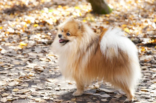 Cão spitz alemão vermelho — Fotografia de Stock