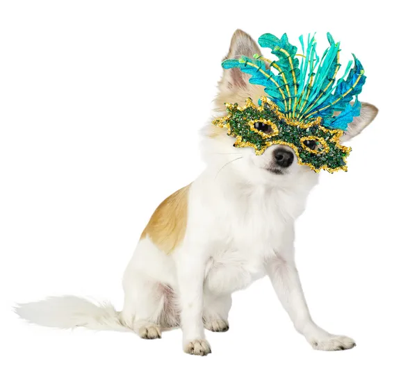 Chihuahua hund med ljusa carnival mask Stockfoto