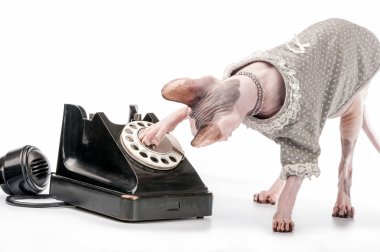 Kanadalı sphynx cat şık elbise, inci kolye ve siyah vintage telefon