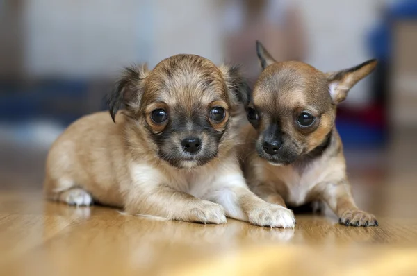 Dos pequeños cachorros Chihuahua tumbados en el suelo —  Fotos de Stock