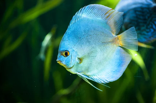 Blue Diamond Discus (Symphysodon aequifasciatus) — Stock Photo, Image