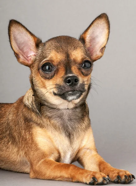 Retrato de cão chihuahua miniatura — Fotografia de Stock