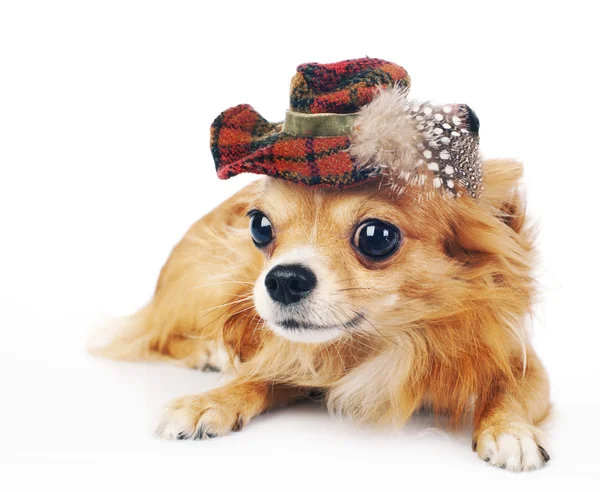 Chihuahua dog wearing in tartan hat — Stock Photo, Image