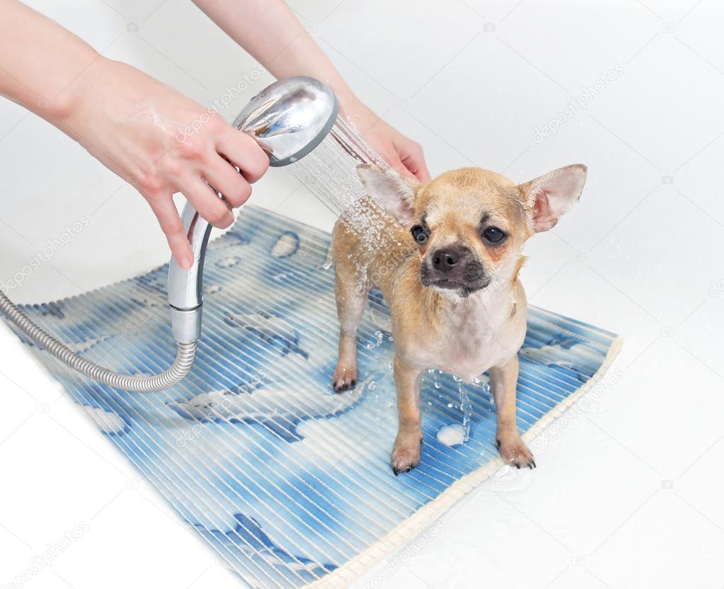 Chihuahua puppy taking shower
