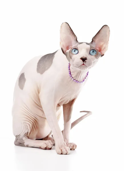 Canadian sphynx kot czekolada arlekin z niebieskimi oczami — Zdjęcie stockowe