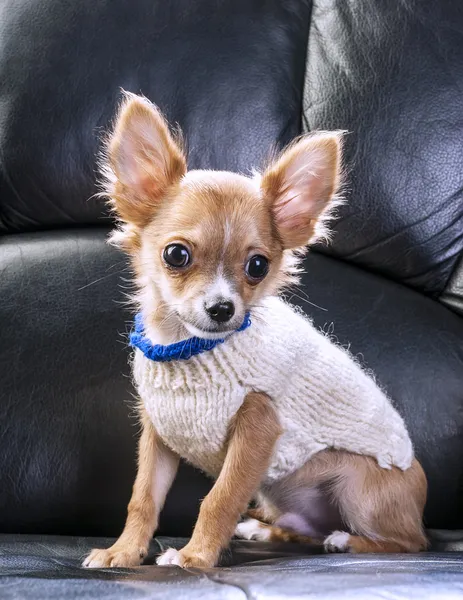 Carino chihuahua cucciolo indossare bianco maglia maglione — Foto Stock