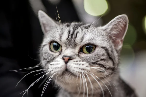 アメリカンショートヘア猫のクローズ アップの肖像画 — ストック写真