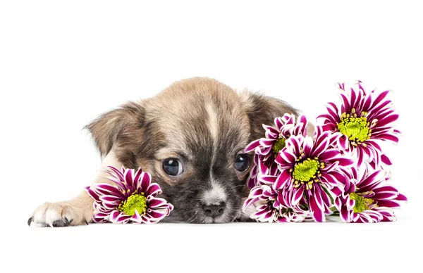 Chihuahua cachorro deitado com flores coloridas — Fotografia de Stock