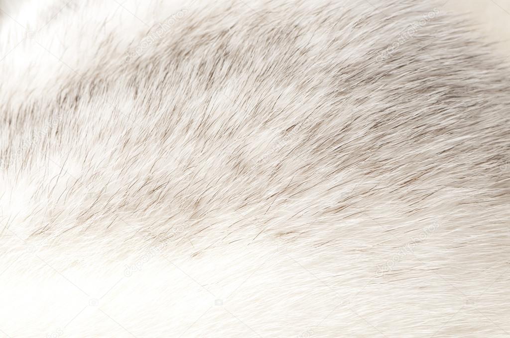 Luxurious mink fur texture close-up