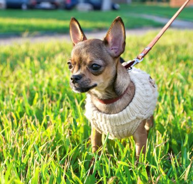 minyatür chihuahua yavrusu örme ceket