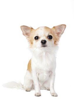 güzel chihuahua köpek portre izole