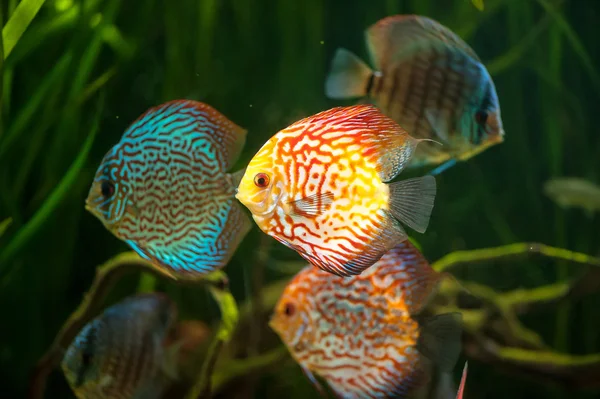 Flock of colorful Discus — Stock Photo, Image