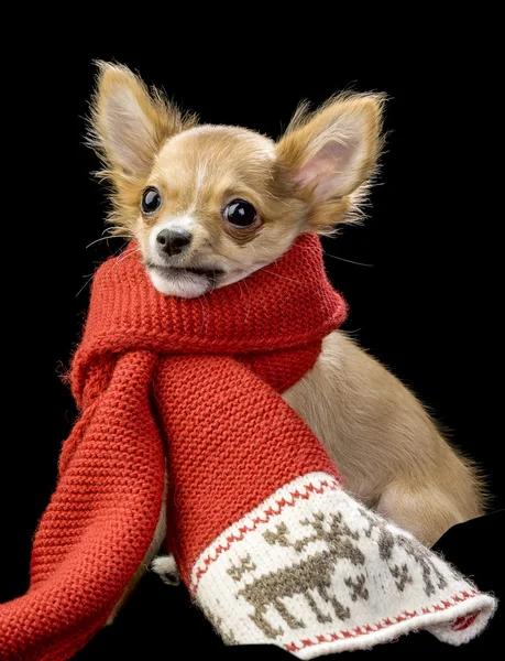 Funny Chihuahua wrapped in bright winter scarf — Stock Photo, Image
