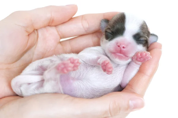 Tiny newborn chihuahua puppy — Stock Photo, Image
