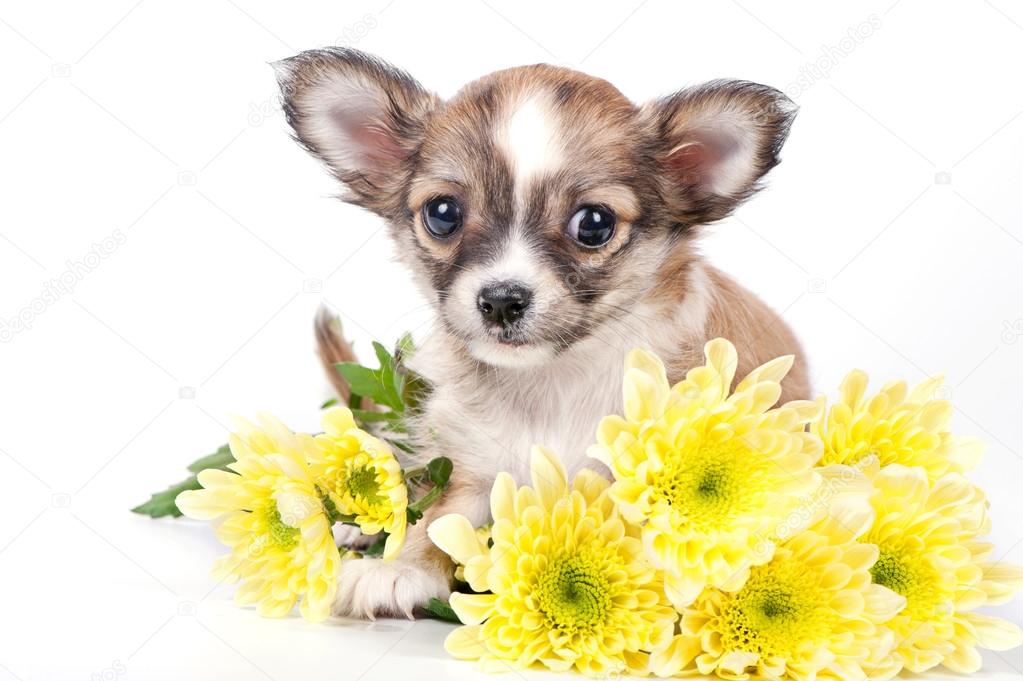 Cute chihuahua puppy with golden chrysanthemums