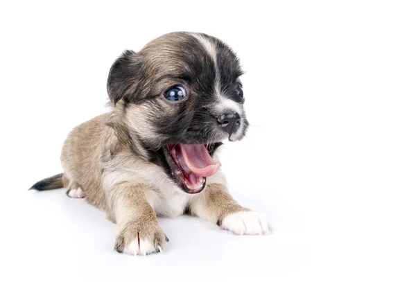 Bonito cachorro Chihuahua de três semanas — Fotografia de Stock