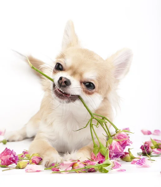 Usmívající se čivava štěně dát růžové růže — Stock fotografie