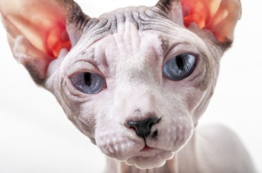 Canadian Sphynx cat portrait close-up clipart