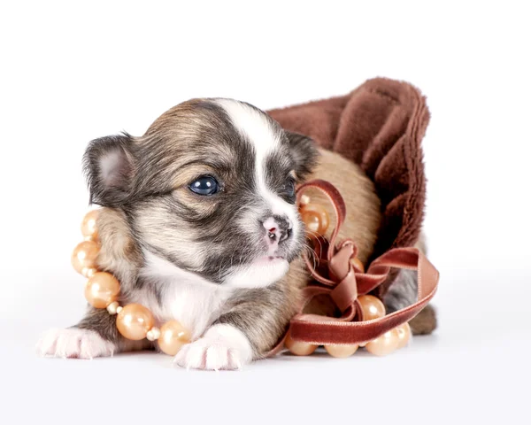 Söt chihuahua baby dekorerad med pärlor — Stockfoto