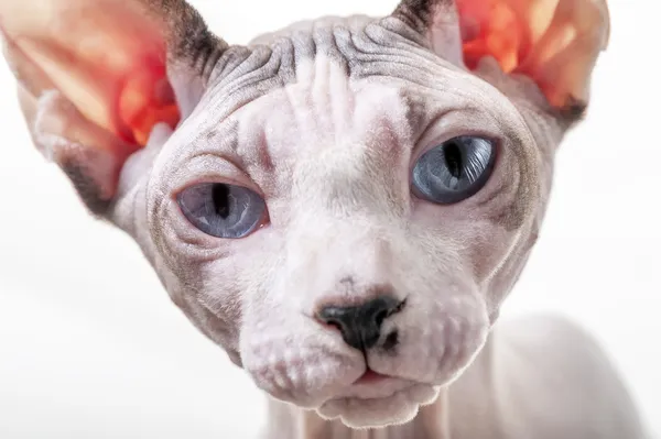 Kanadensiska sphynx katt porträtt närbild — Stockfoto