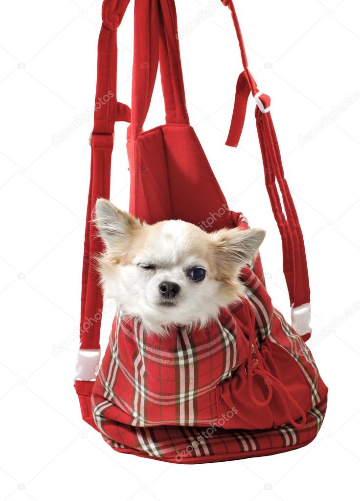 Chihuahua dog in bright bag for pet carrier isolated