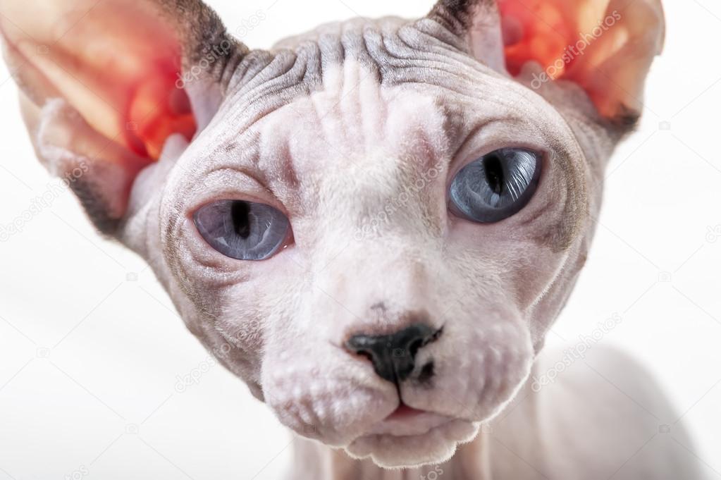 Canadian Sphynx cat portrait close-up