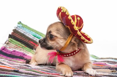 Meksika şapkası ve Kırmızı yakalı chihuahua yavrusu