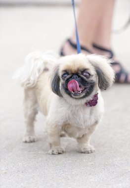 Pekingese köpek yürüyüş