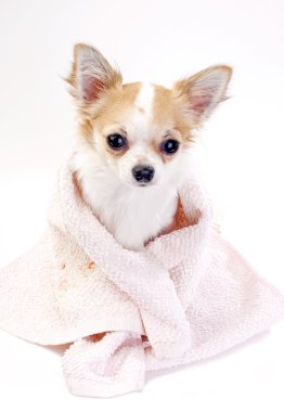 pembe havlu sarılmış pampered chihuahua köpek