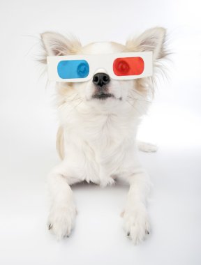 Chihuahua ile 3d gözlük
