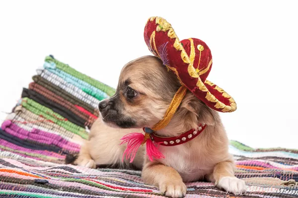 Chihuahua puppy wearing Mexican hat and red collar