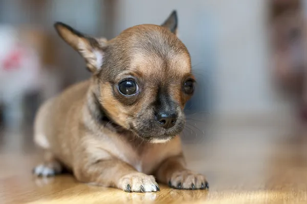 Pequeño cachorro chihuahua gris rojo —  Fotos de Stock