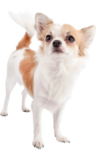 Vit med röd chihuahua hunden isolerade på vit — Stockfoto