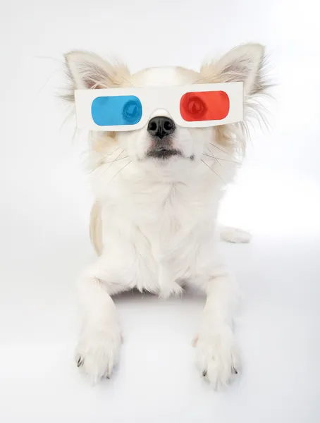 Chihuahua com óculos 3d — Fotografia de Stock