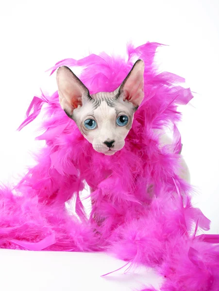 Кошачья голова канадского сфинкса с розовым боа из перьев — стоковое фото