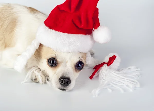 Chihuahua perro con sombrero de Santa Claus con coletas —  Fotos de Stock