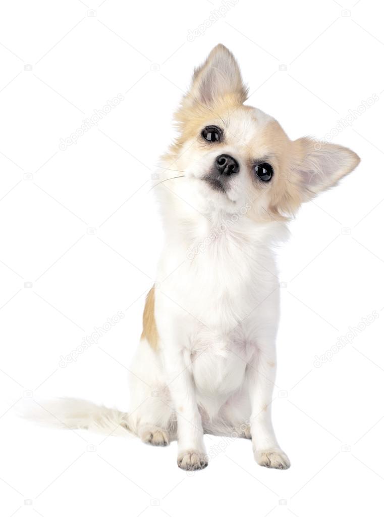 Chihuahua tilting head isolated
