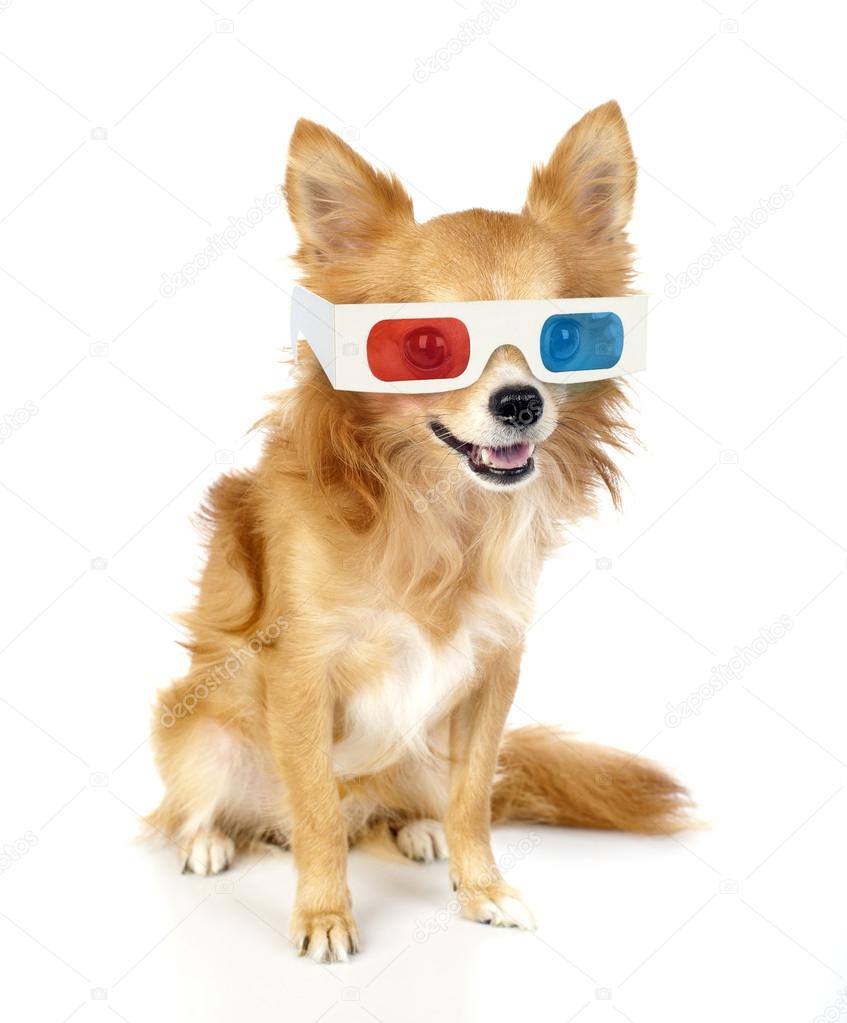 Red chihuahua dog with 3d glasses isolated on white