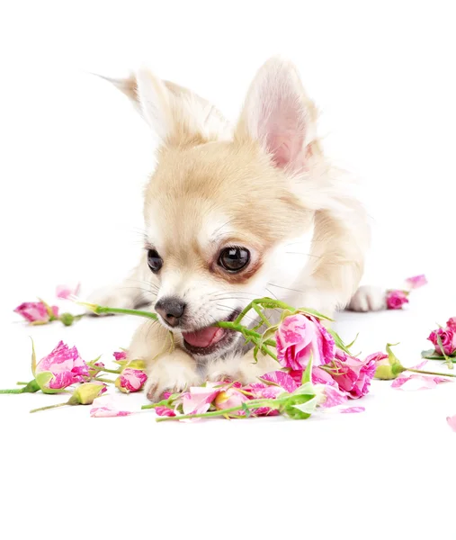 Bedårande chihuahua valp med rosor — Stockfoto