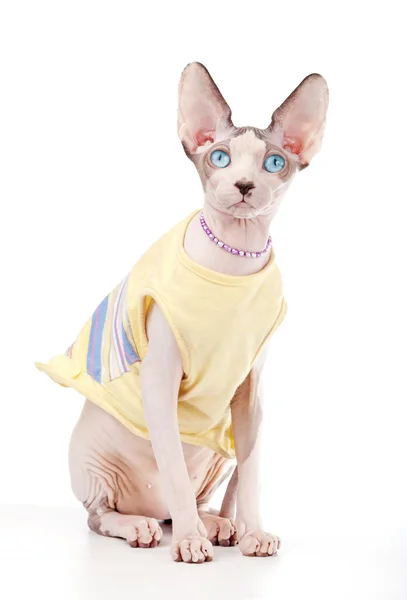 Sarı elbise ve inci kolye giyen Kanadalı sphynx kedi