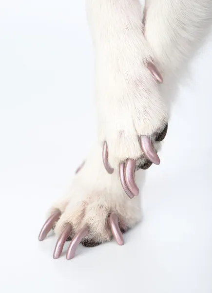 köpek pençeleri ile manikür
