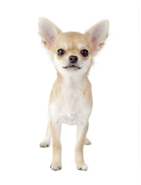 Lindo cachorro chihuahua de pie mirando directamente a la cámara aislada —  Fotos de Stock