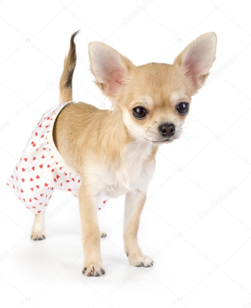 Cute chihuahua puppy dressed in white silk panties with red hearts