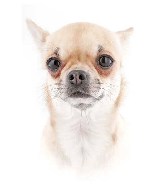 Čivava pes portrét v vysoké klíč — Stock fotografie