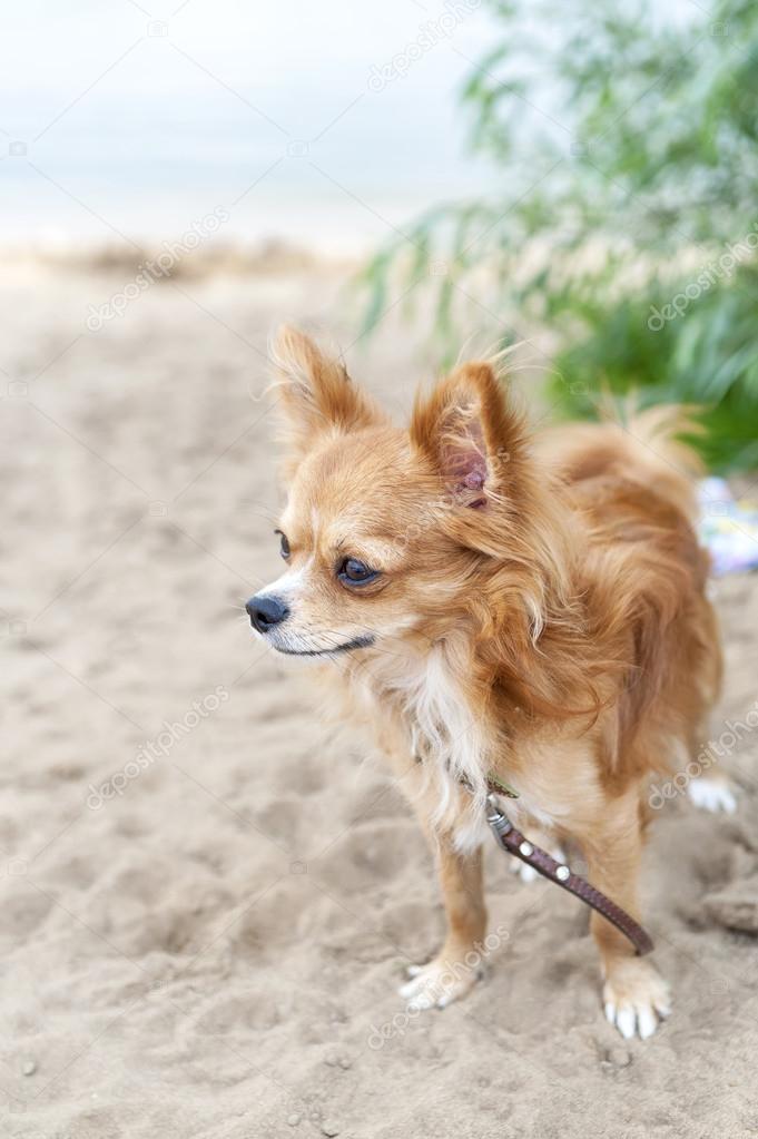 Nice chihuahua dog on sandy coast background